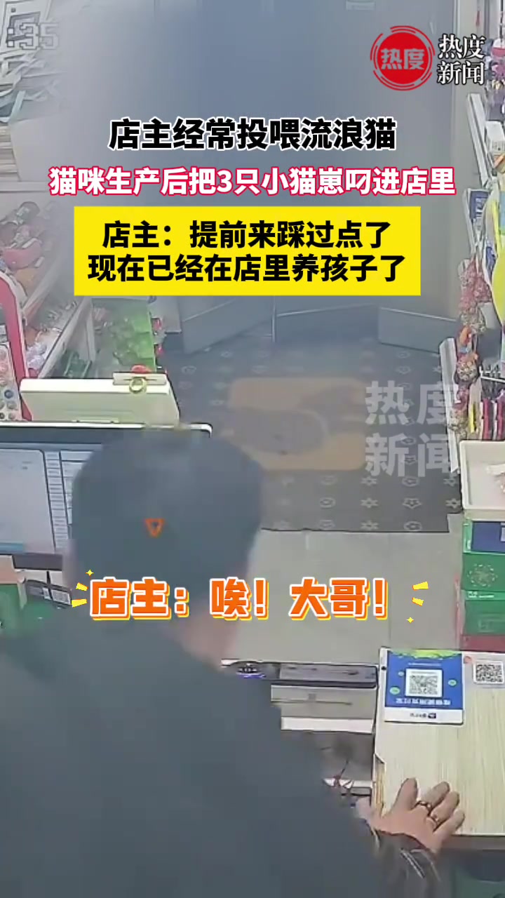 一流浪猫被超市老板投喂多年 年前的某一天主动把小猫崽叼进店里